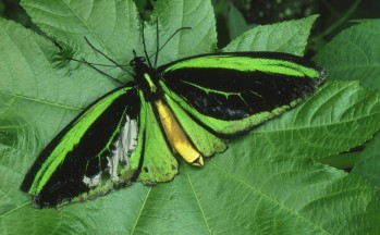 Green Birdwing