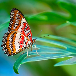 Red Lacewing