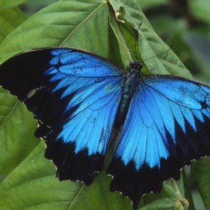 Blue Morpho